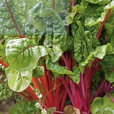 Swiss Chard from Migliorelli Farm