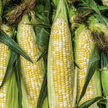 Sweet Corn From Migliorelli Farm