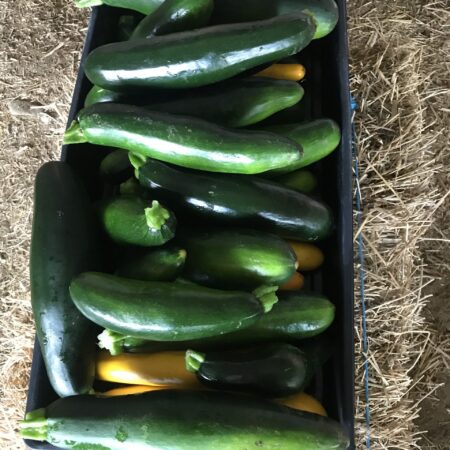 Zucchini