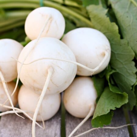 Hakurei Turnips From Migliorelli Farm