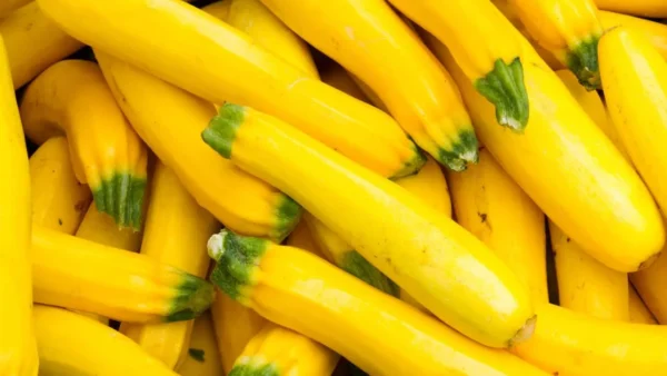 Yellow Zucchini From Migliorelli Farm