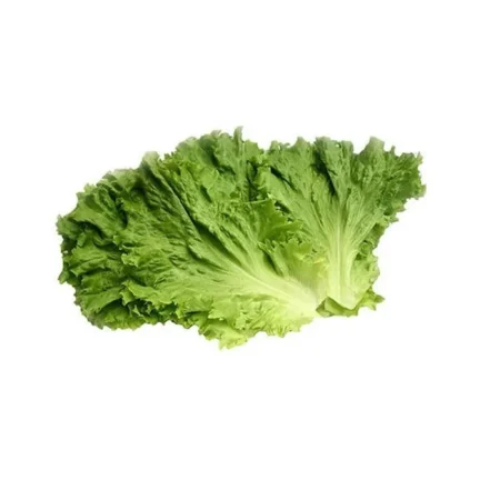 Green Leaf Lettuce from Migliorelli Farm